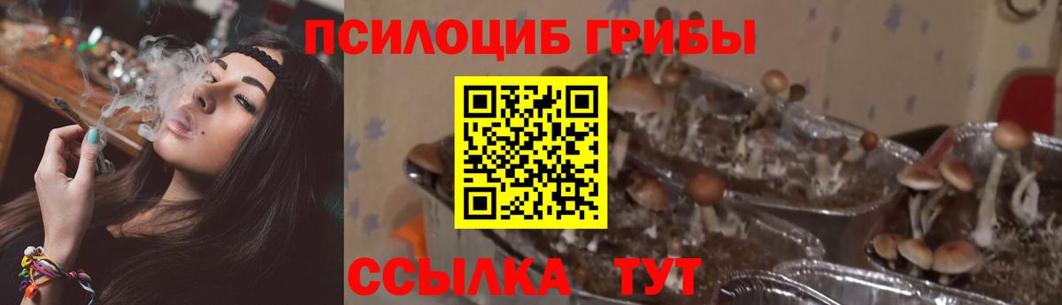 Мирный  Псилоцибиновые грибы Magic Shrooms  Вход с VPN 